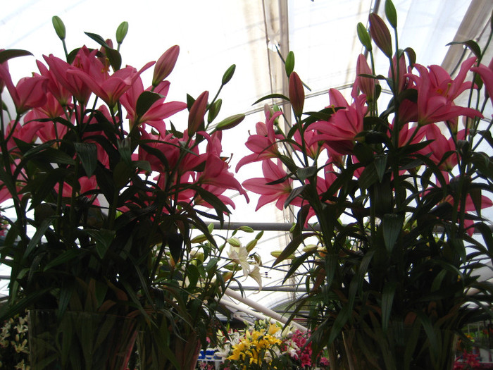 IMG_9510 - Expozitie de crini