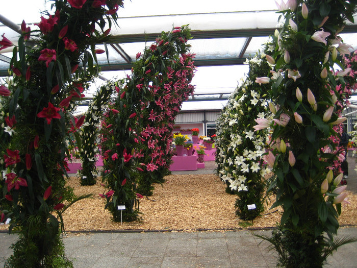 IMG_9514 - Expozitie de crini