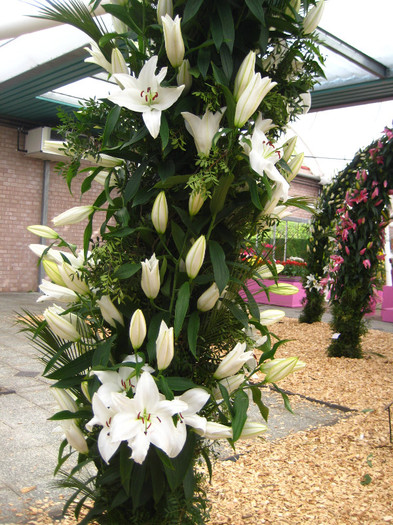 IMG_9515 - Expozitie de crini