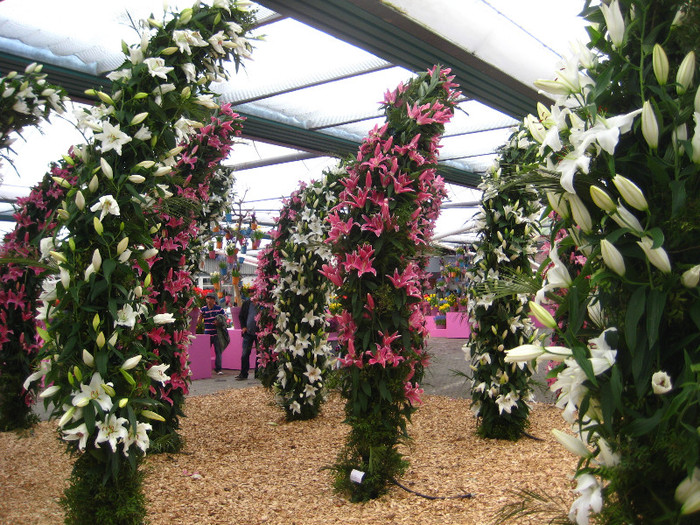 IMG_9517 - Expozitie de crini