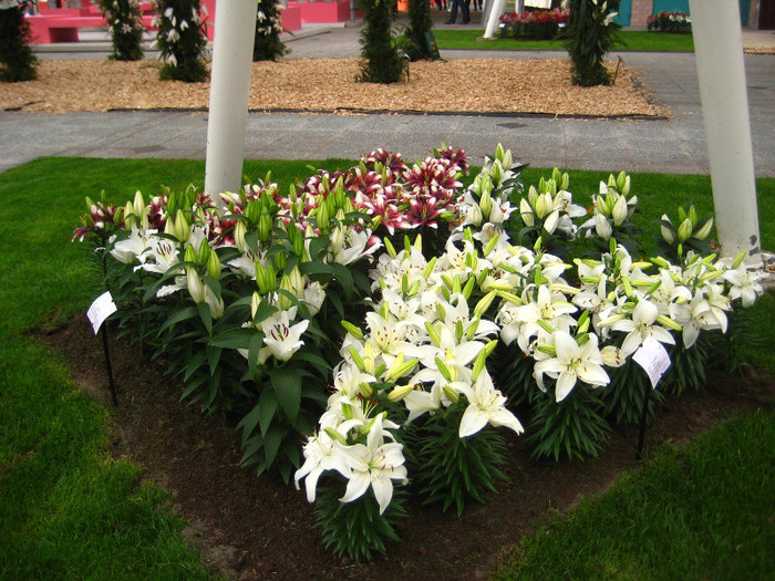 IMG_9519 - Expozitie de crini