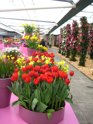 IMG_9520 - Expozitie de crini