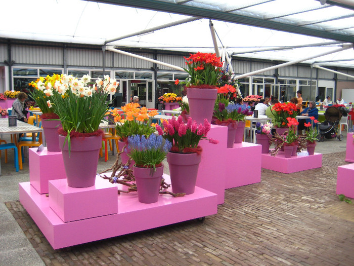 IMG_9523 - Expozitie de crini