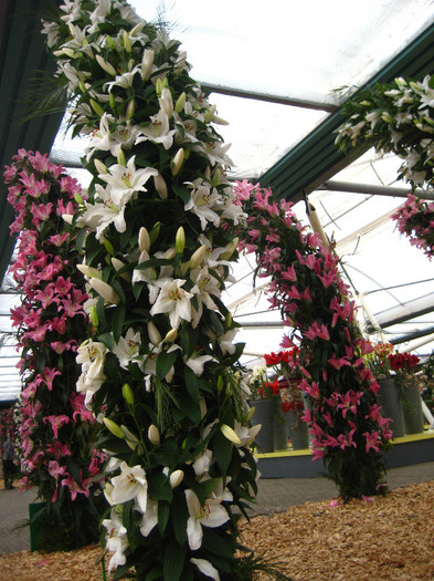 IMG_9527 - Expozitie de crini