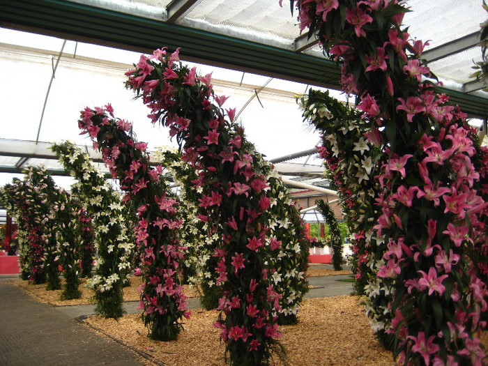 IMG_9528 - Expozitie de crini