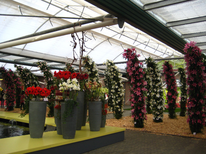 IMG_9529 - Expozitie de crini