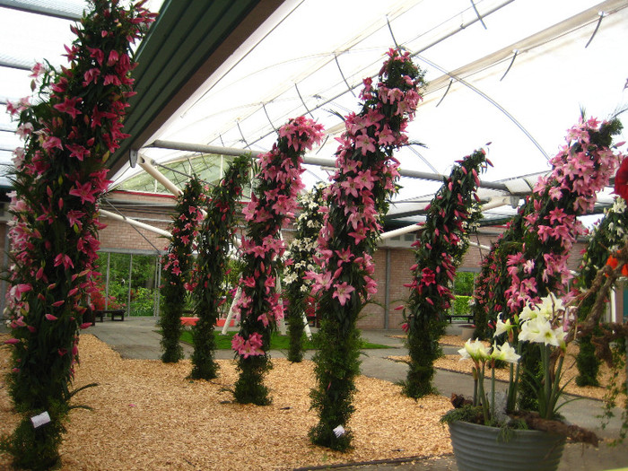 IMG_9530 - Expozitie de crini