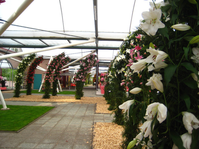 IMG_9537 - Expozitie de crini
