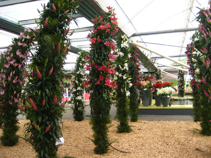 IMG_9540 - Expozitie de crini