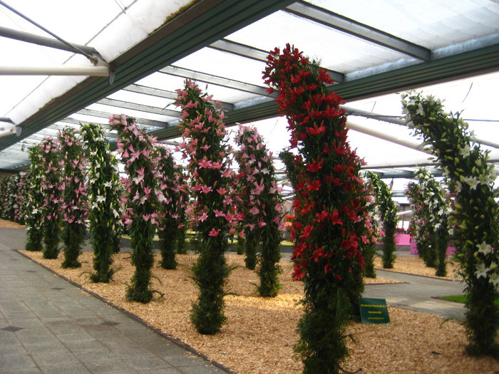 IMG_9543 - Expozitie de crini