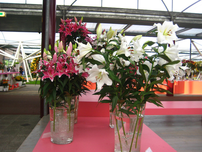 IMG_9548 - Expozitie de crini