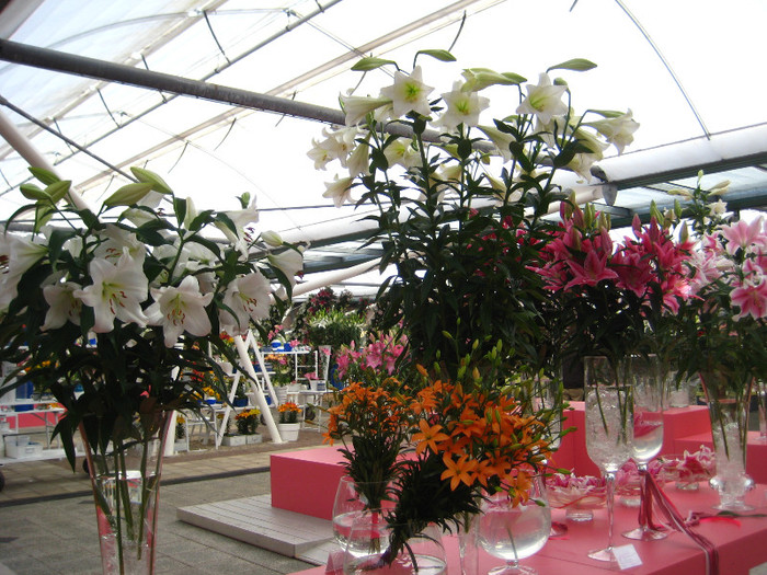IMG_9549 - Expozitie de crini