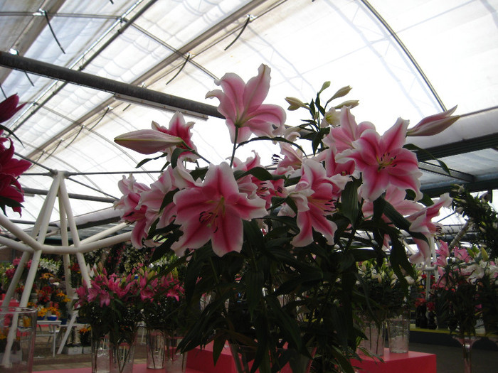 IMG_9550 - Expozitie de crini