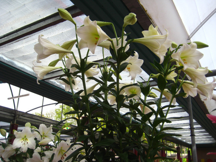IMG_9552 - Expozitie de crini