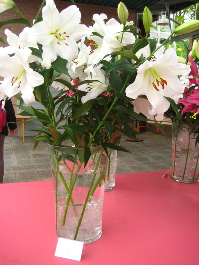 IMG_9554 - Expozitie de crini