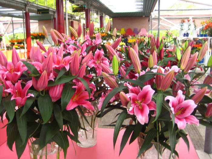IMG_9557 - Expozitie de crini