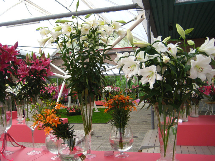 IMG_9558 - Expozitie de crini
