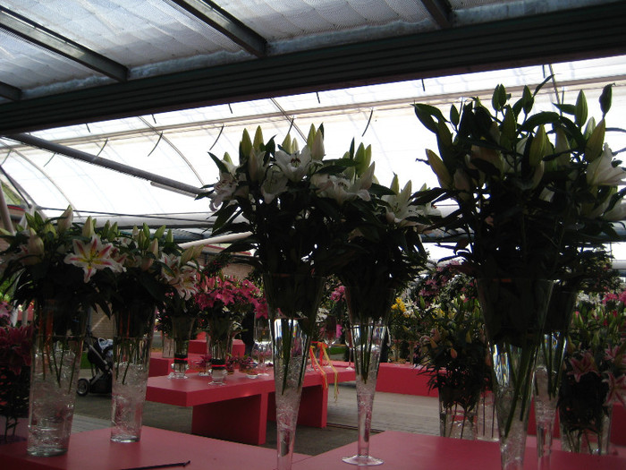 IMG_9564 - Expozitie de crini