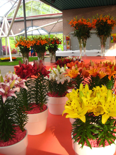 IMG_9565 - Expozitie de crini