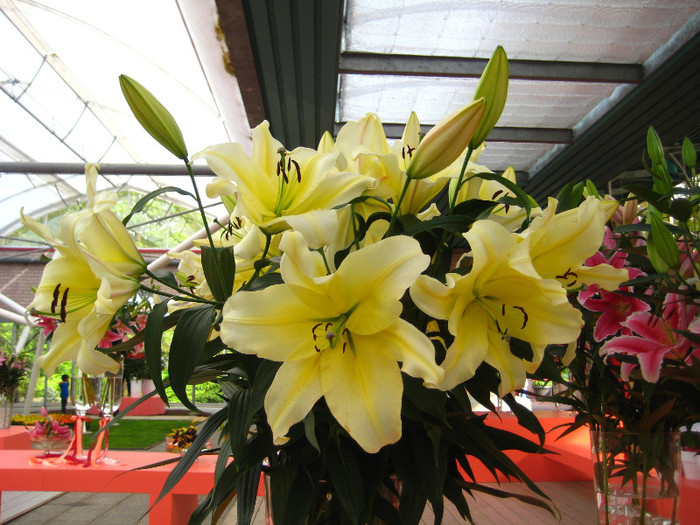 IMG_9567 - Expozitie de crini