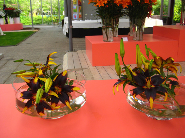 IMG_9568 - Expozitie de crini