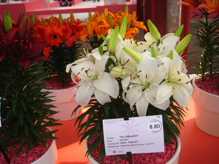 IMG_9570 - Expozitie de crini