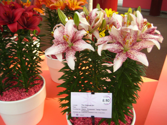 IMG_9571 - Expozitie de crini