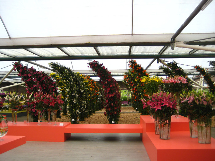 IMG_9573 - Expozitie de crini