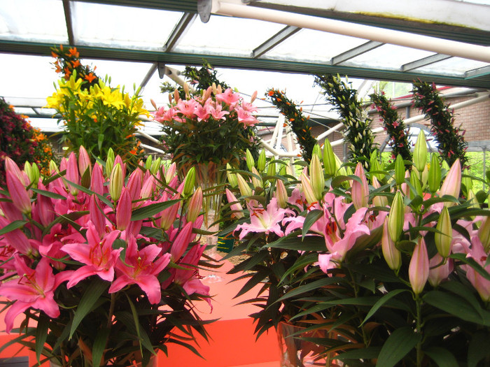 IMG_9574 - Expozitie de crini