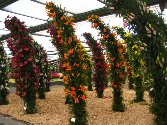 IMG_9576 - Expozitie de crini