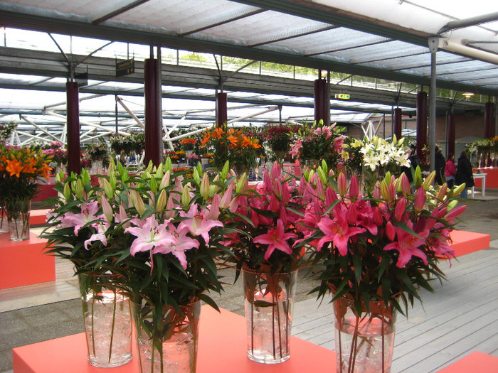 IMG_9577 - Expozitie de crini
