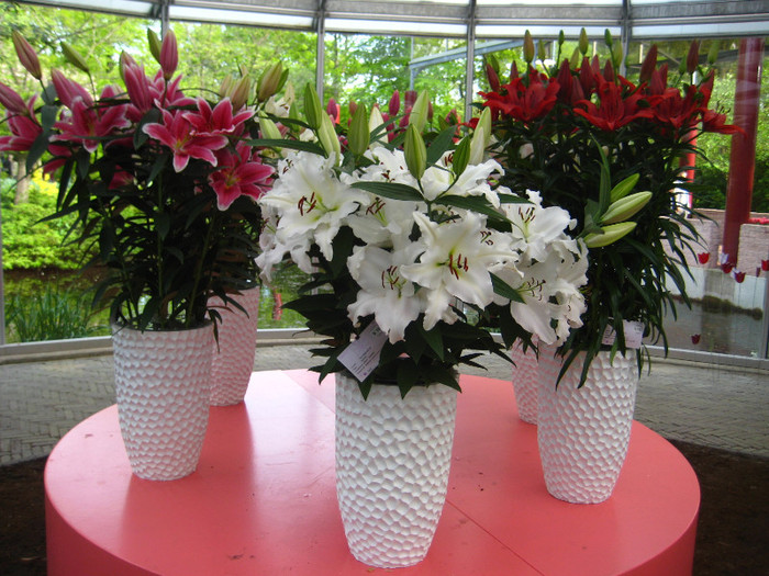 IMG_9578 - Expozitie de crini