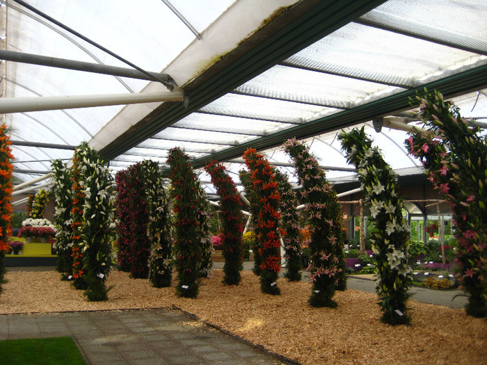 IMG_9582 - Expozitie de crini