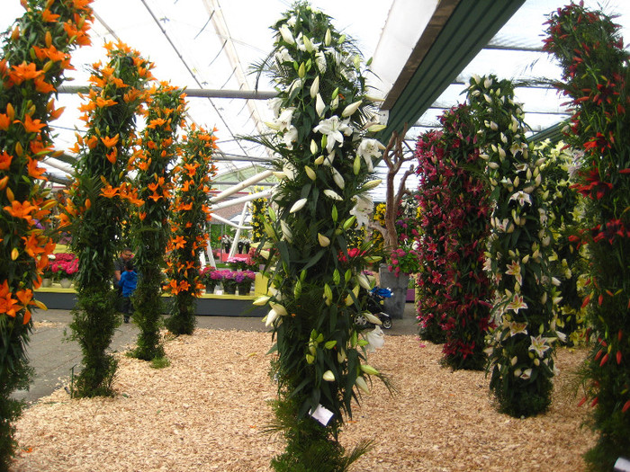 IMG_9586 - Expozitie de crini