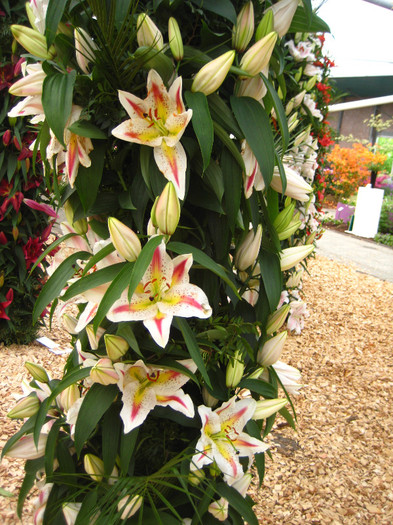 IMG_9588 - Expozitie de crini