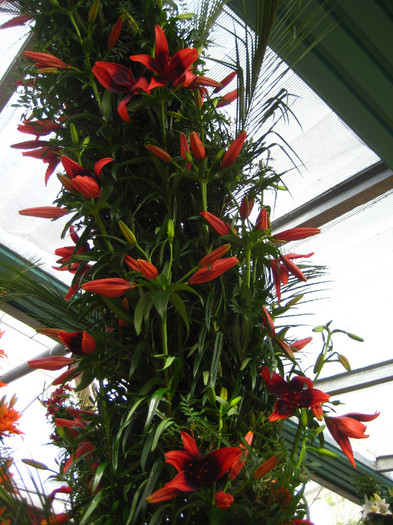 IMG_9589 - Expozitie de crini