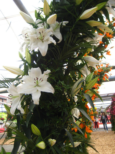 IMG_9590 - Expozitie de crini