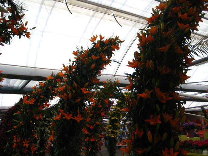 IMG_9591 - Expozitie de crini