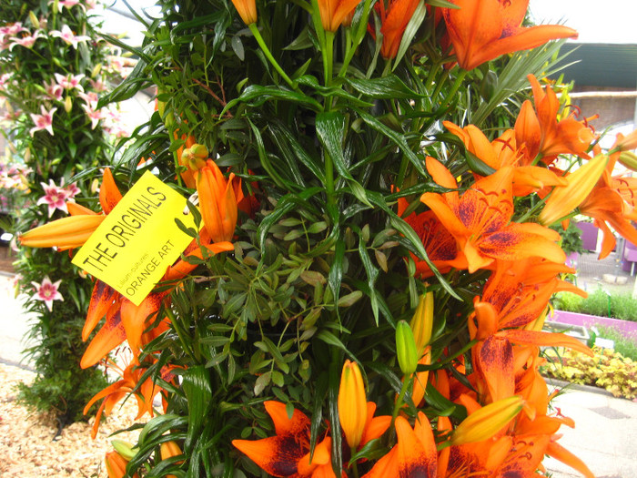 IMG_9596 - Expozitie de crini