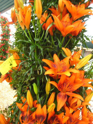 IMG_9597 - Expozitie de crini