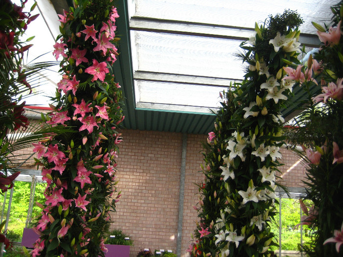 IMG_9600 - Expozitie de crini