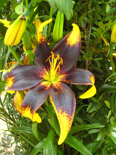 IMG_9601 - Expozitie de crini