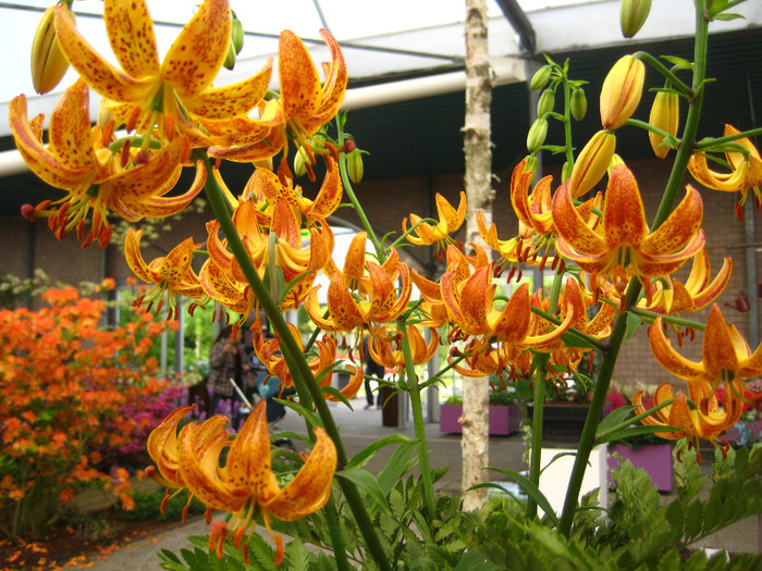 IMG_9623 - Expozitie de crini