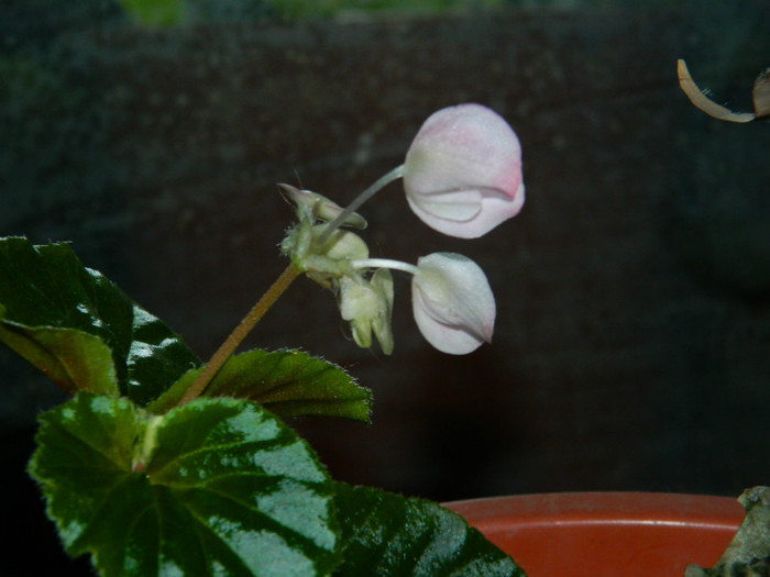 DSCN8307