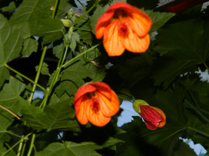 DSCN8327