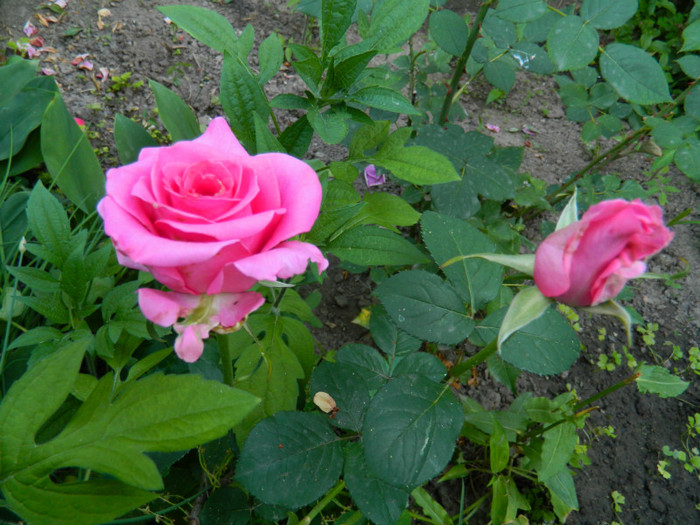 DSCN8337