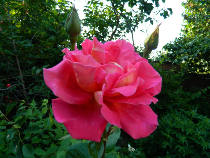 DSCN8340