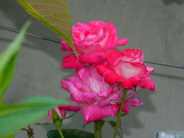 DSCN8344