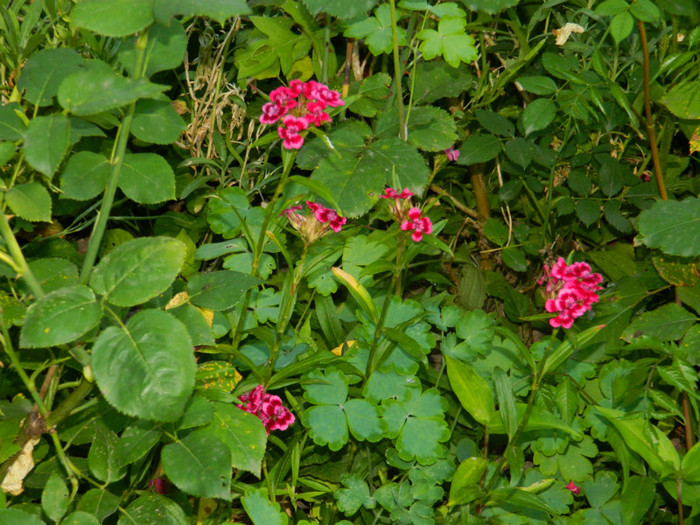 DSCN8345 - IUNIE  2012