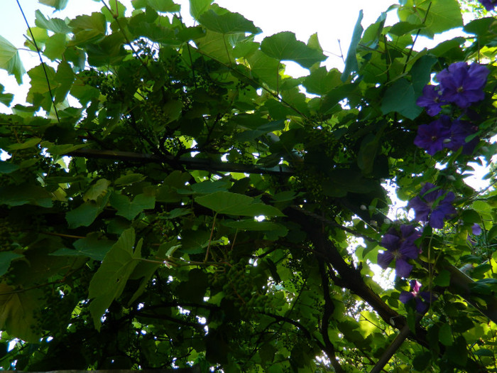 DSCN8360 - IUNIE  2012